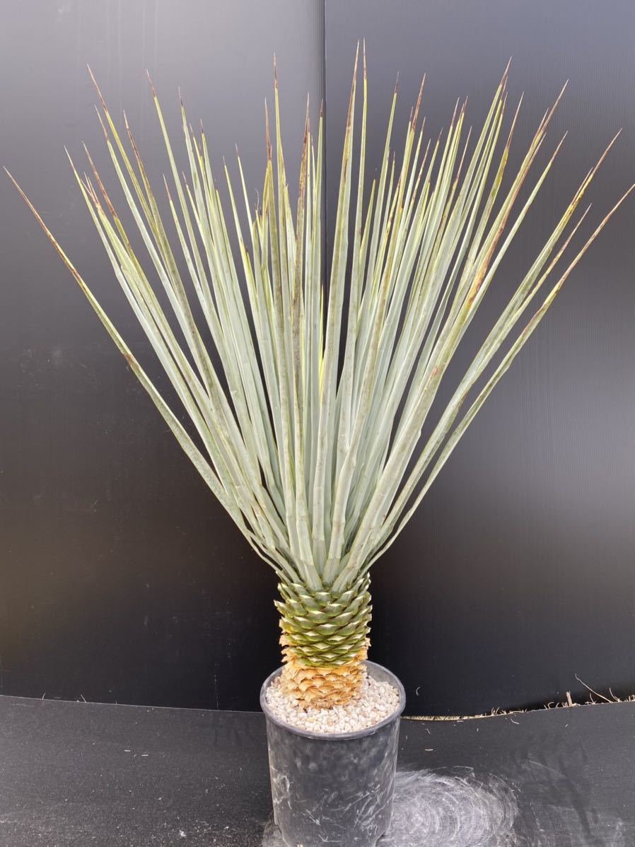 ハイブリッド ユッカ トンプソニアーナ×リギダ yucca thompsoniana 