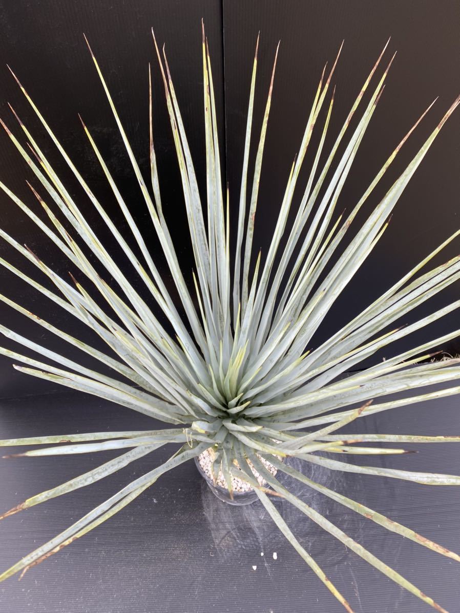 ハイブリッド ユッカ トンプソニアーナ×リギダ yucca thompsoniana 