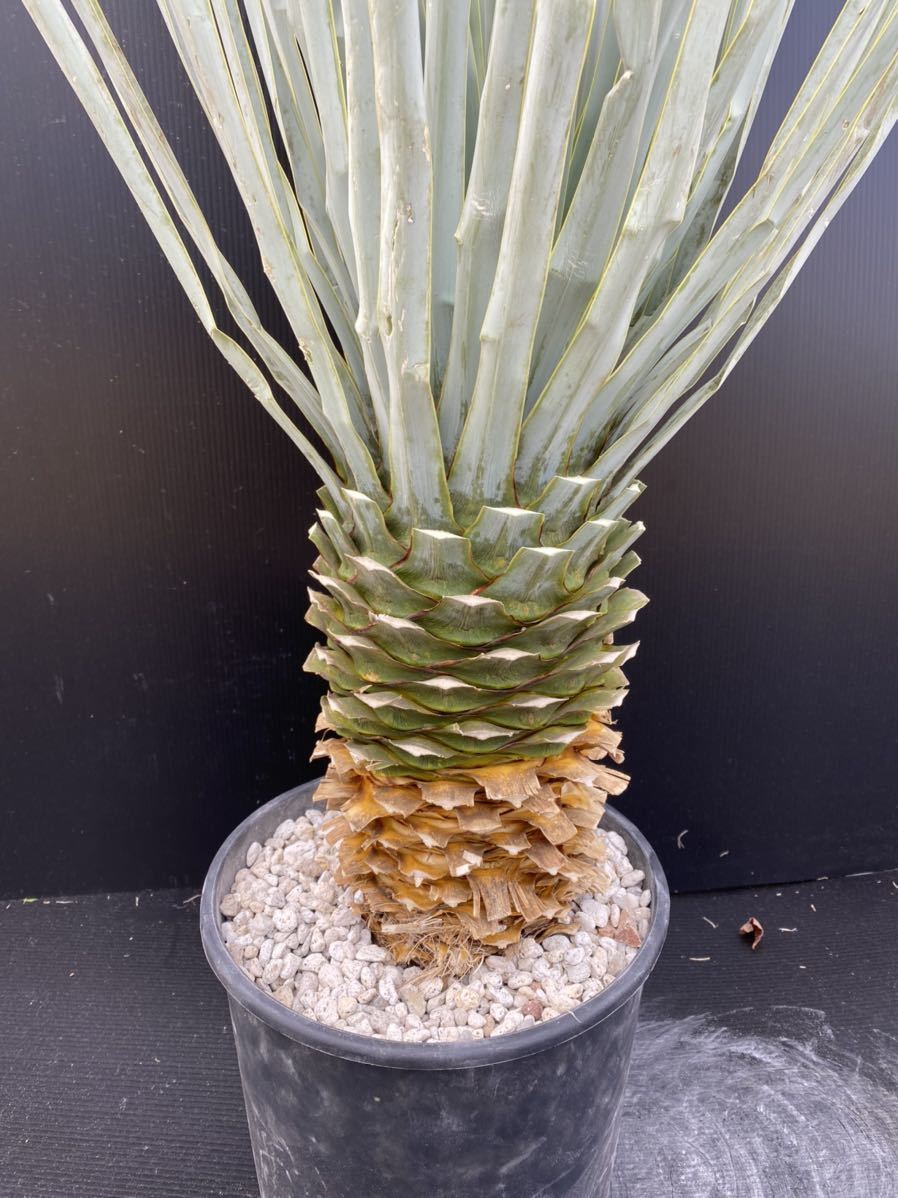 ハイブリッド ユッカ トンプソニアーナ×リギダ yucca thompsoniana 