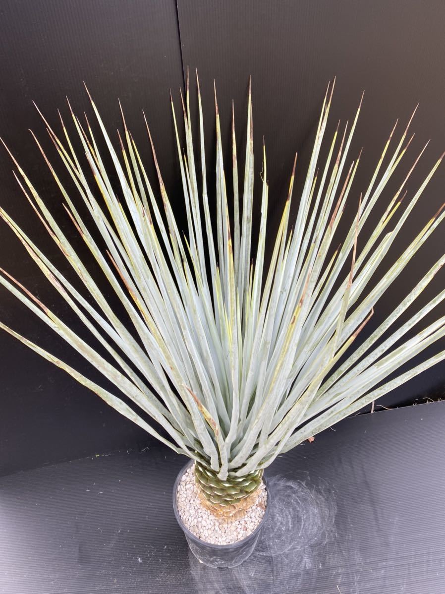 ハイブリッド ユッカ トンプソニアーナ×リギダ yucca thompsoniana 