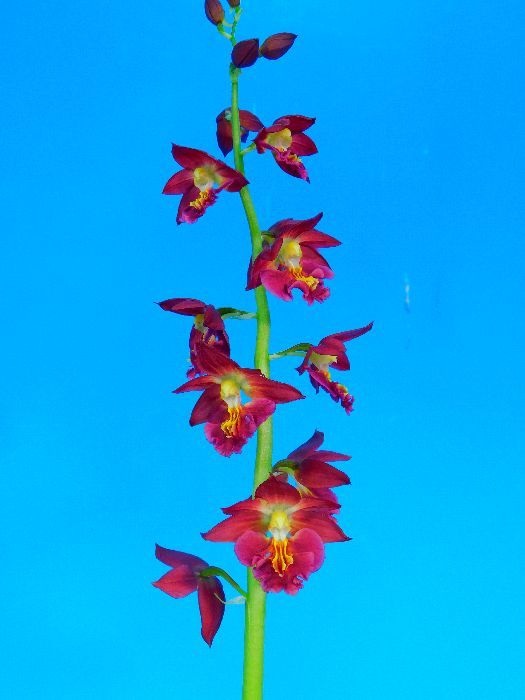 盛華園 Y－35 えびね蘭 【大観】 紅花大輪 ラン 鉢植え 【公式通販】