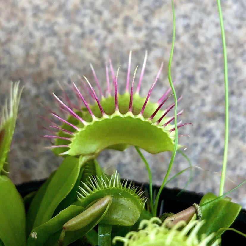 ハエトリソウ GJ Phalanx ファランクス /// Dionaea 園芸品種 食虫植物