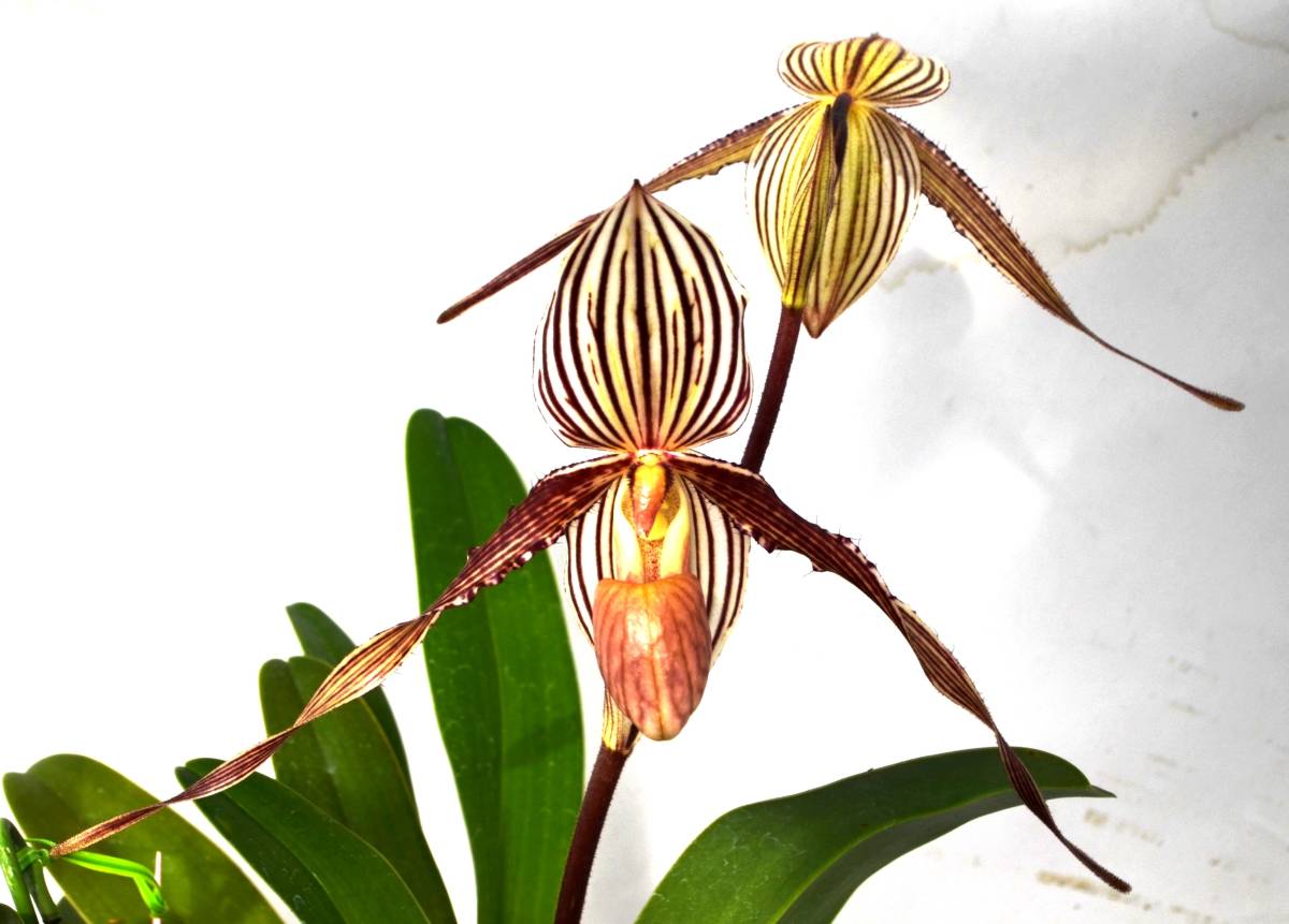 洋蘭 Paph. St Swithin　(原種のシブリング)　入賞歴は検索願います。 Swithin Paph. 洋蘭 r&frasl;orchids Angel Hair