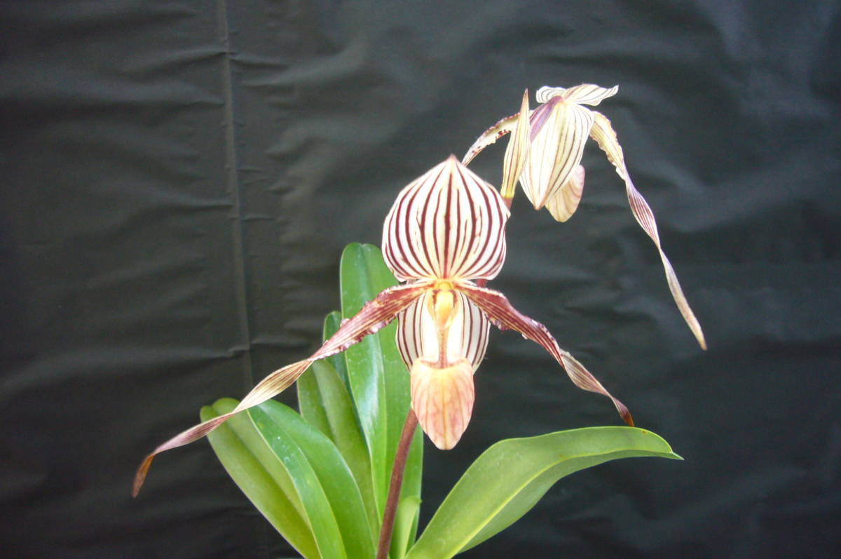 洋蘭 Paph. St Swithin　(原種のシブリング)　入賞歴は検索願います。 Swithin Paph. 洋蘭 r&frasl;orchids Angel Hair
