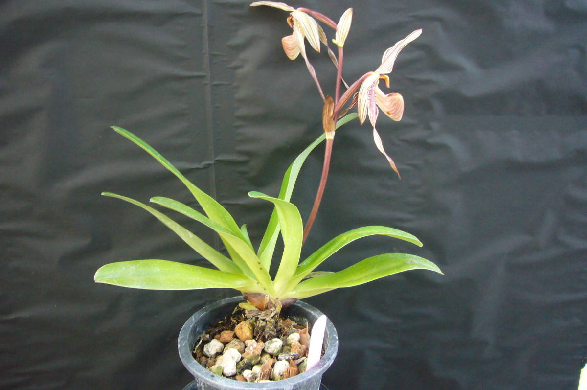 洋蘭 Paph. St Swithin　(原種のシブリング)　入賞歴は検索願います。 Swithin Paph. 洋蘭 r&frasl;orchids Angel Hair