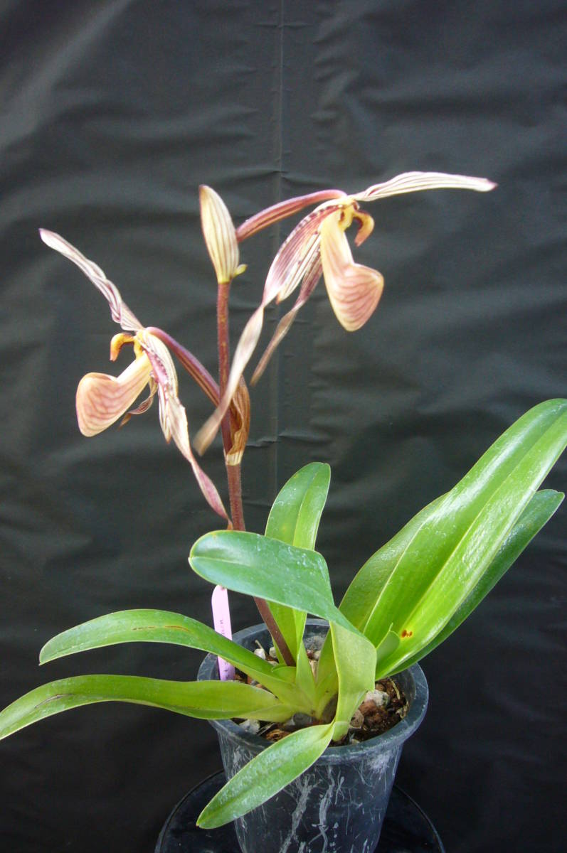 洋蘭 Paph. St Swithin　(原種のシブリング)　入賞歴は検索願います。 Swithin Paph. 洋蘭 r&frasl;orchids Angel Hair
