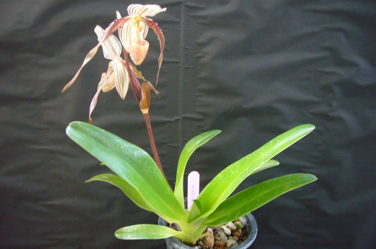 洋蘭 Paph. St Swithin　(原種のシブリング)　入賞歴は検索願います。 Swithin Paph. 洋蘭 r&frasl;orchids Angel Hair