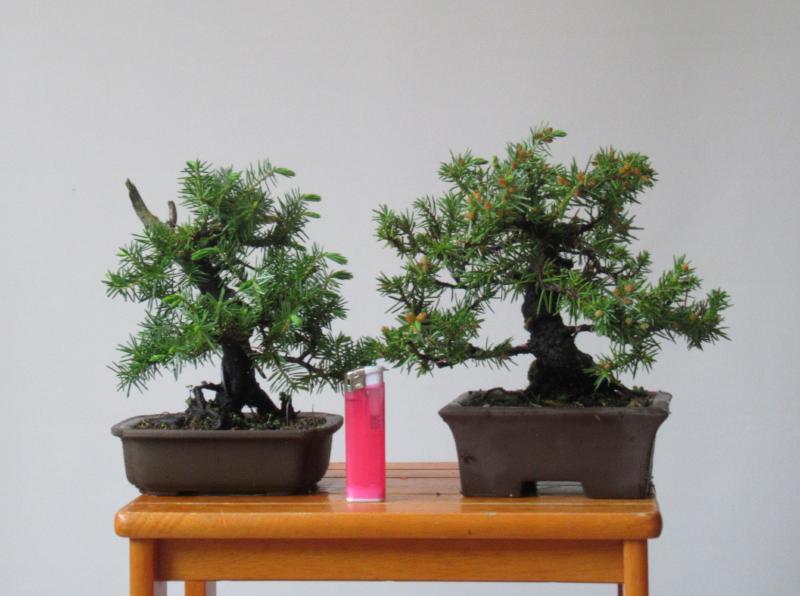 盆栽 樂屋◇糸魚川真柏 小品盆栽（シャリ・捻転）AA56◇6⁄25 真柏 盆栽