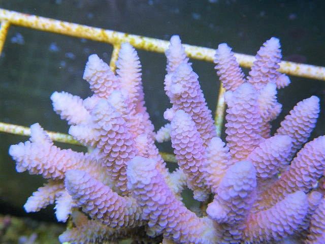Coral Sea Japan トンガ産 ウスエダミドリイシsp ③ 別槽右前列 【公式