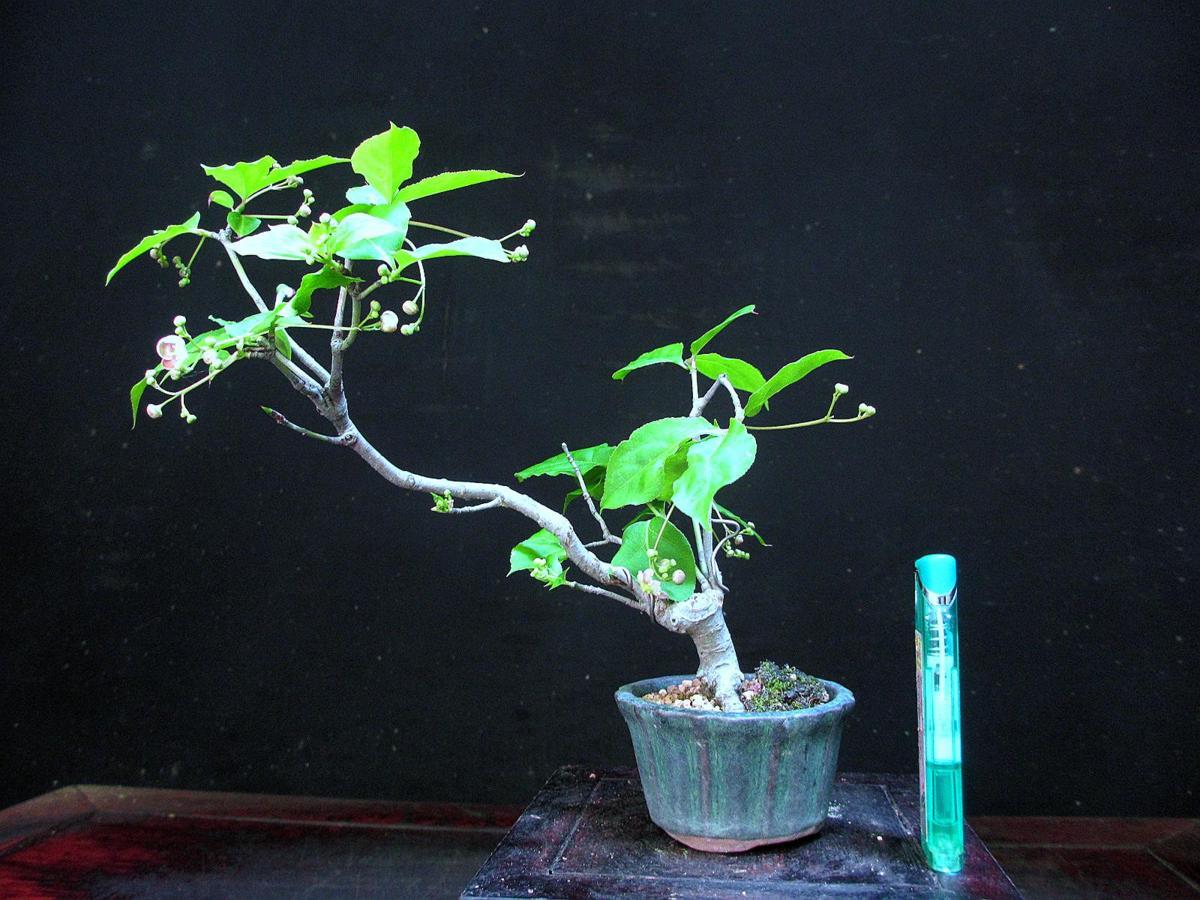 福助 吊花まゆみ ツリバナマユミ 樹高１９ 一円スタート 花蕾付き 小品 素材 ９ｂ２５２４９ 盆栽 売買されたオークション情報 Yahooの商品情報をアーカイブ公開 オークファン Aucfan Com
