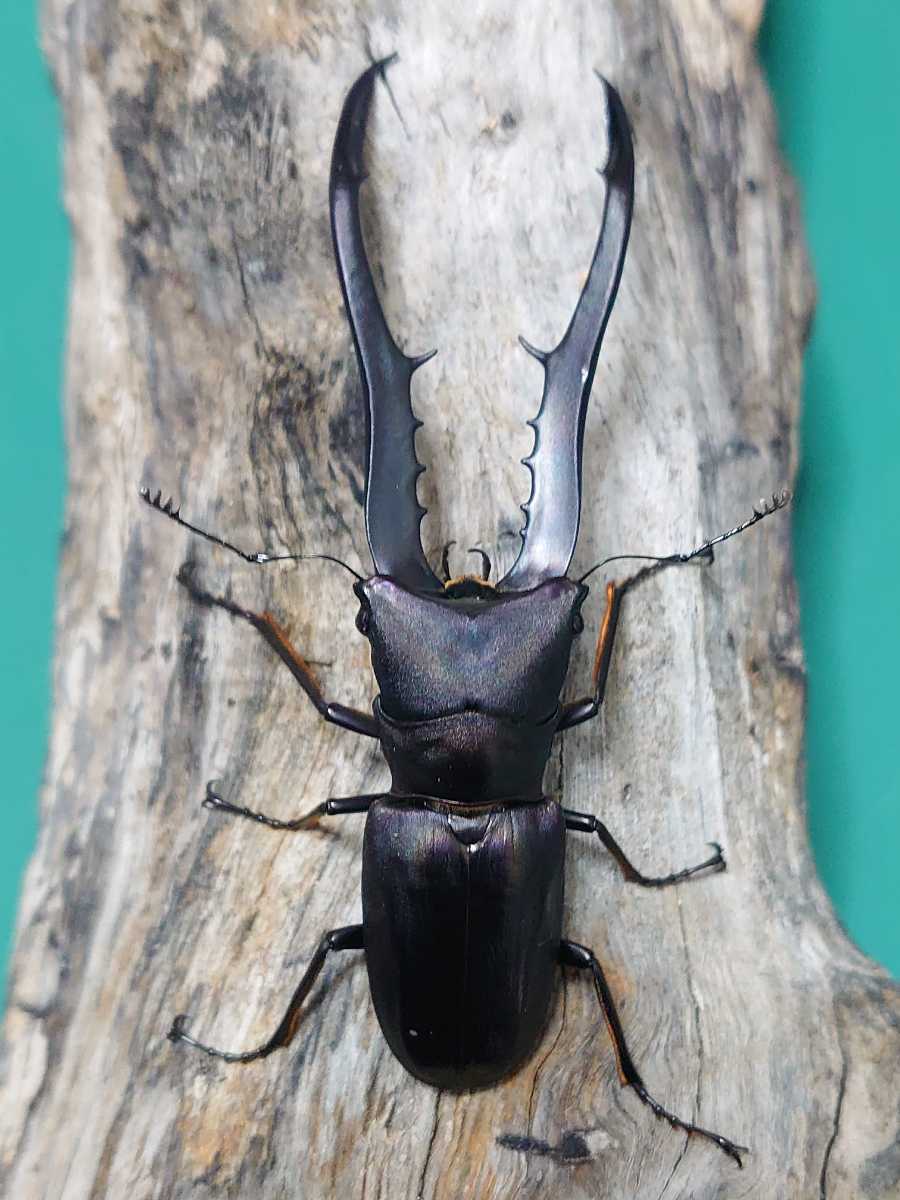 くわかぶプラネット ⁄ メタリフェルホソアカクワガタ飼育記(パープル系