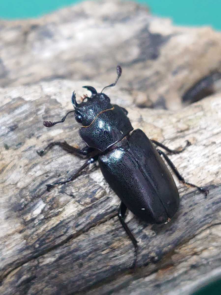 くわかぶプラネット ⁄ メタリフェルホソアカクワガタ飼育記(パープル系