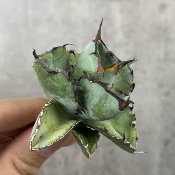 【P151】【ブルーボール】選抜！ 短葉 アガベ チタノタ ブラックアンドブルー BB ブラック&ブルー Agave titanota 'BB'