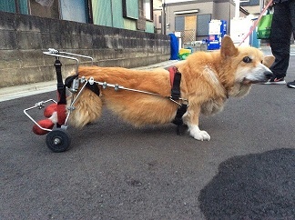 K－9中型犬（コーギー他）用 車いす・車椅子 犬用品 K-9中型犬用