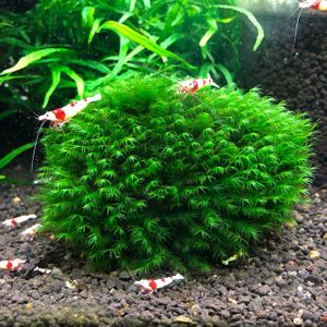 ウォーターフェザーの平均価格は1 710円 ヤフオク 等のウォーターフェザーのオークション売買情報は60件が掲載されています