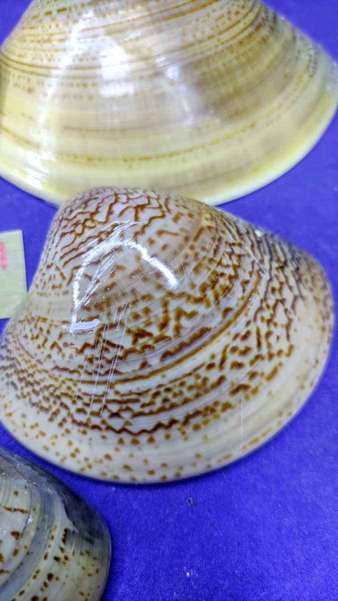 ハマグリ ６重入れ子85ー101 全て蛤 貝合わせ 入れ子 貝覆い 蛤 貝殻 標本 東京湾産 手芸 材料 天然 非加熱 素材 置物 材料 売買されたオークション情報 Yahooの商品情報をアーカイブ公開 オークファン Aucfan Com