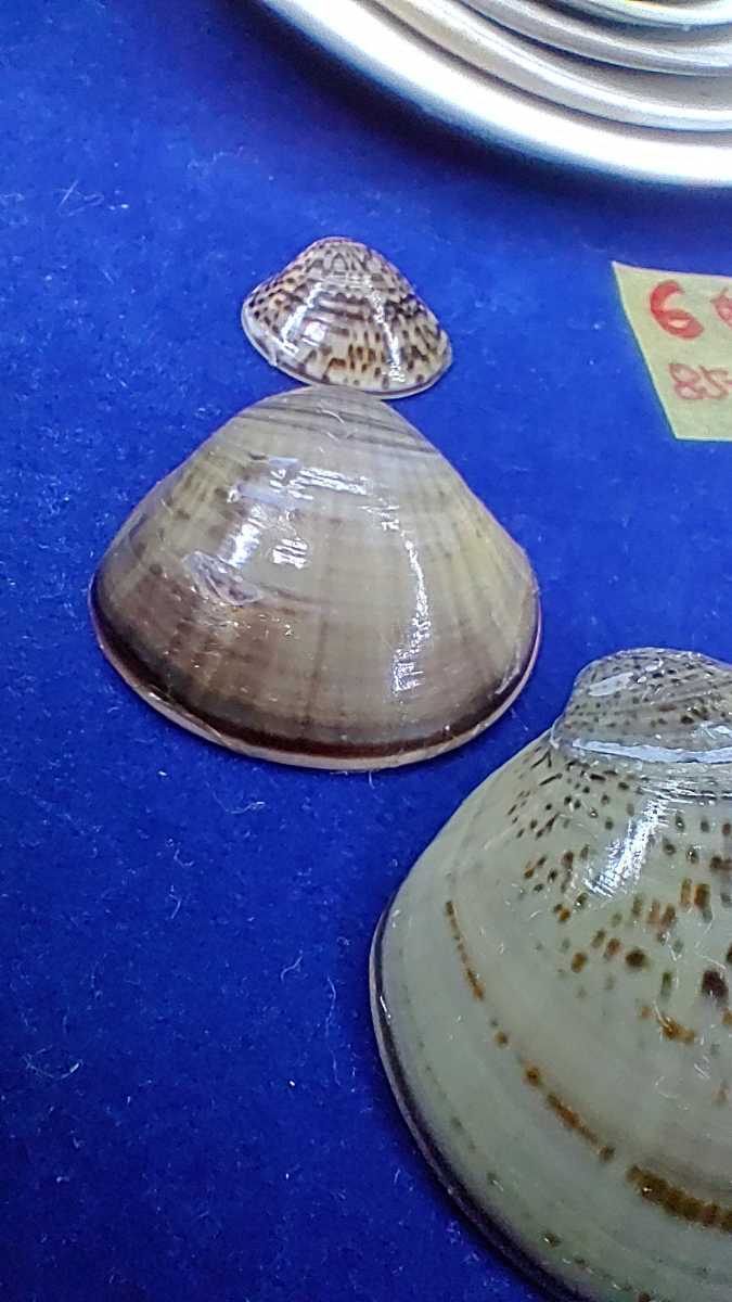 ハマグリ ６重入れ子85ー101 全て蛤 貝合わせ 入れ子 貝覆い 蛤 貝殻 標本 東京湾産 手芸 材料 天然 非加熱 素材 置物 材料 売買されたオークション情報 Yahooの商品情報をアーカイブ公開 オークファン Aucfan Com