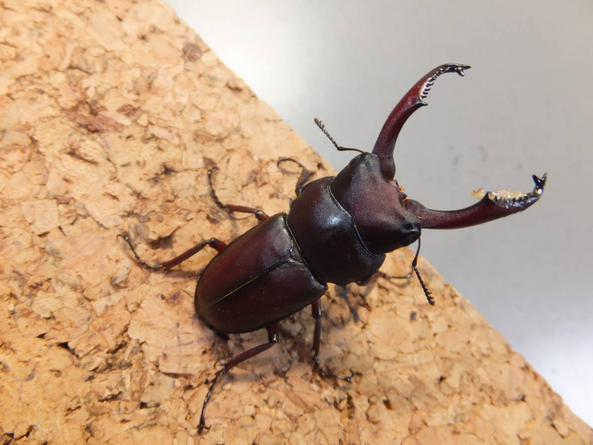 Dorcus Tanakai タナカスジクワガタ ４７mmペア ３ 外国産 売買されたオークション情報 Yahooの商品情報をアーカイブ公開 オークファン Aucfan Com