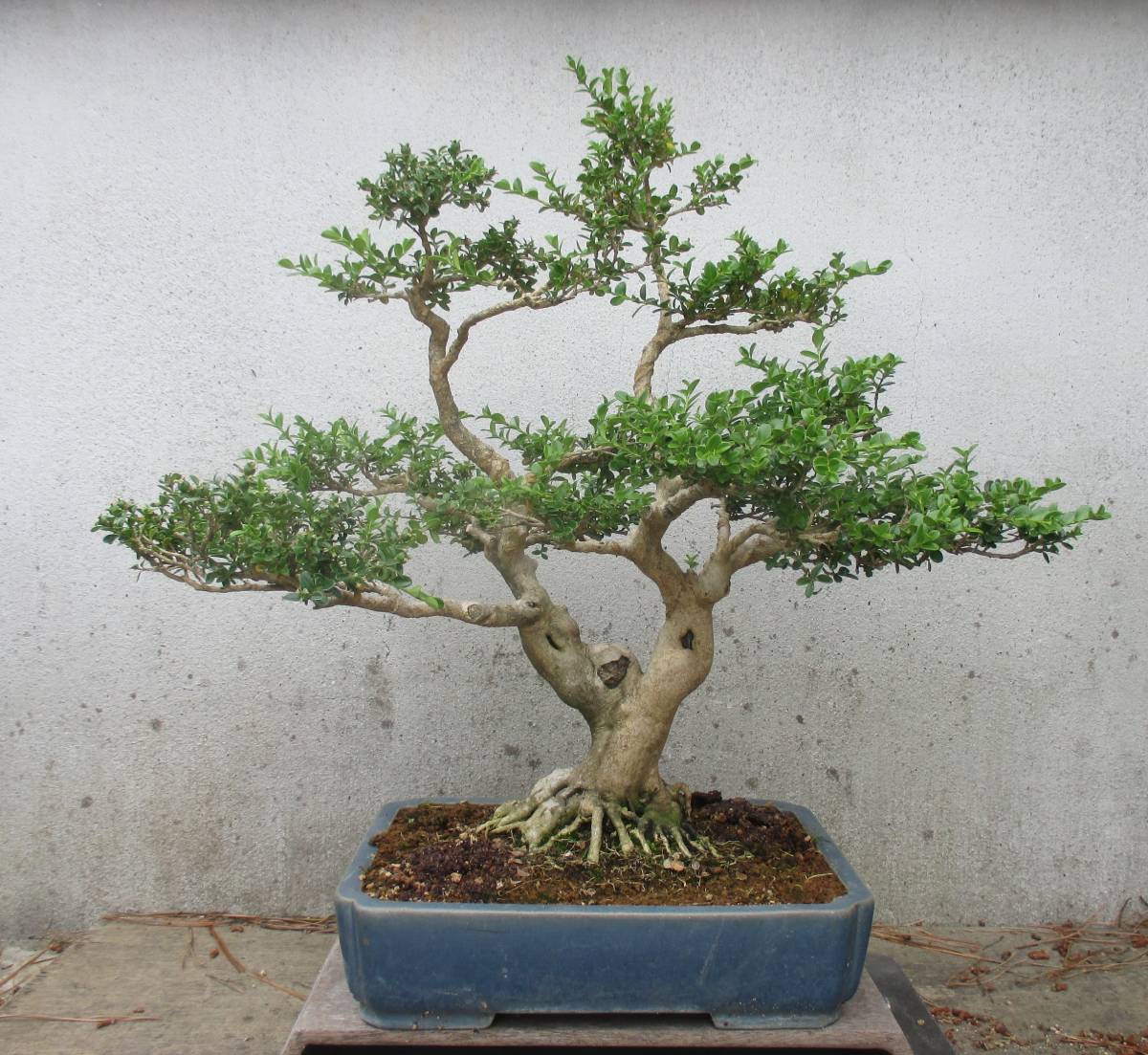 人気SALE，大得価 雑木盆栽 ◇ツゲ◇ 鉢 29*21.5cm
