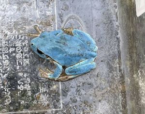 アマガエルのヤフオク の相場 価格を見る ヤフオク のアマガエルのオークション売買情報は316件が掲載されています