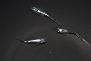 百式 めだかのヤフオク の相場 価格を見る ヤフオク の百式 めだかのオークション売買情報は1件が掲載されています