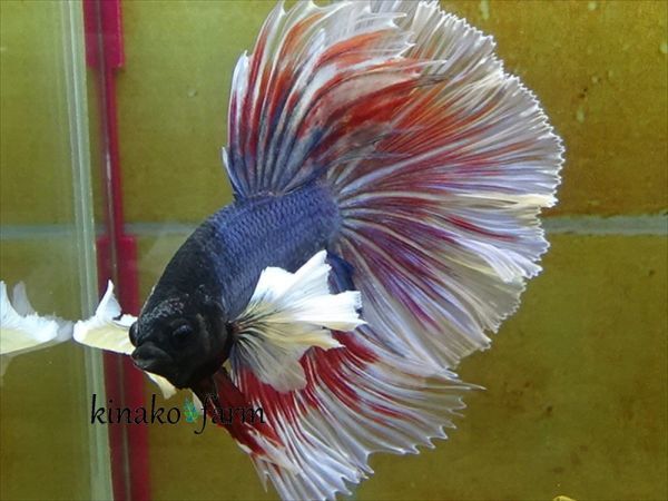 Kinako Farm 国産 ショーベタ ダンボハーフムーン ローズテール 0603 46 自家繁殖 Betta ベタ 売買されたオークション情報 Yahooの商品情報をアーカイブ公開 オークファン Aucfan Com