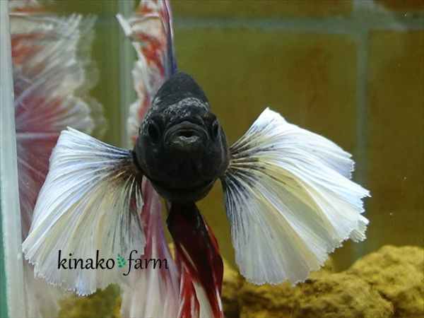 Kinako Farm 国産 ショーベタ ダンボハーフムーン ローズテール 0603 46 自家繁殖 Betta ベタ 売買されたオークション情報 Yahooの商品情報をアーカイブ公開 オークファン Aucfan Com