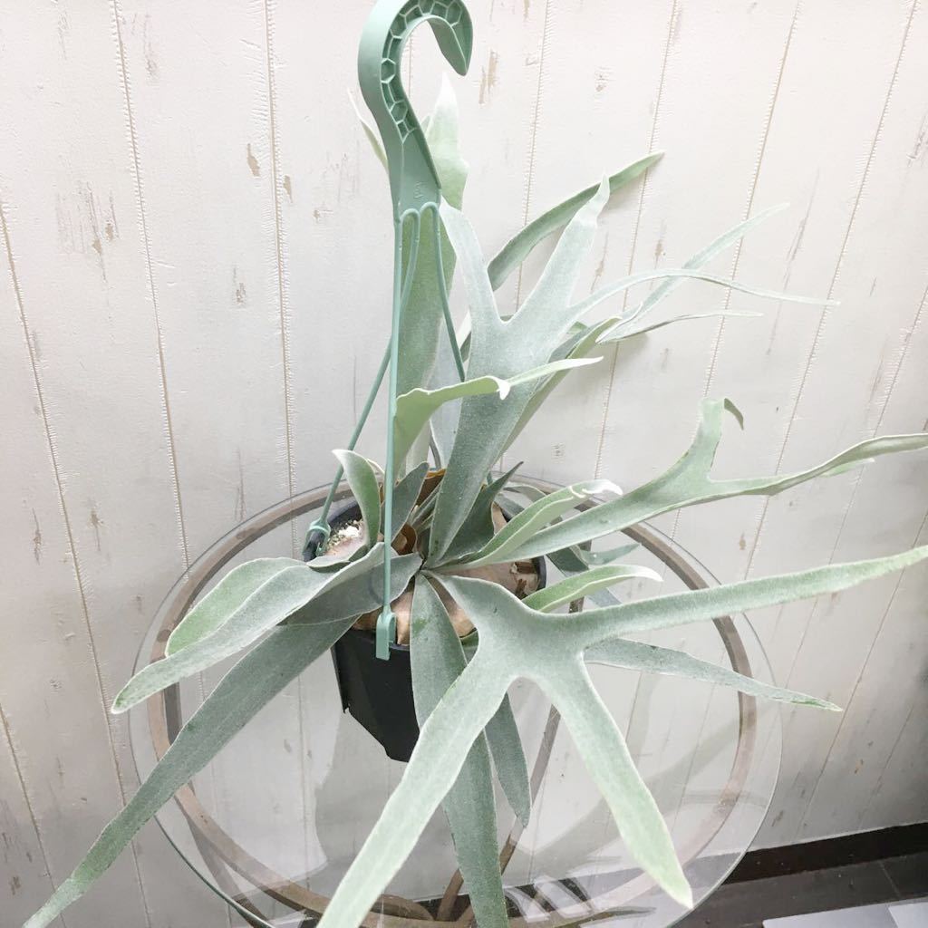 ビカクシダ コウモリラン ビーチー (Platycerium ビーチー（コウモリラン） tocolier | 切れ込みしっかり ポット苗の通販 veitchii) 麻玉 切れ込み充実株 ビカクシダ(コウモリラン) 品種：ビーチー観葉植物 吊り鉢 切れ込み充実♡