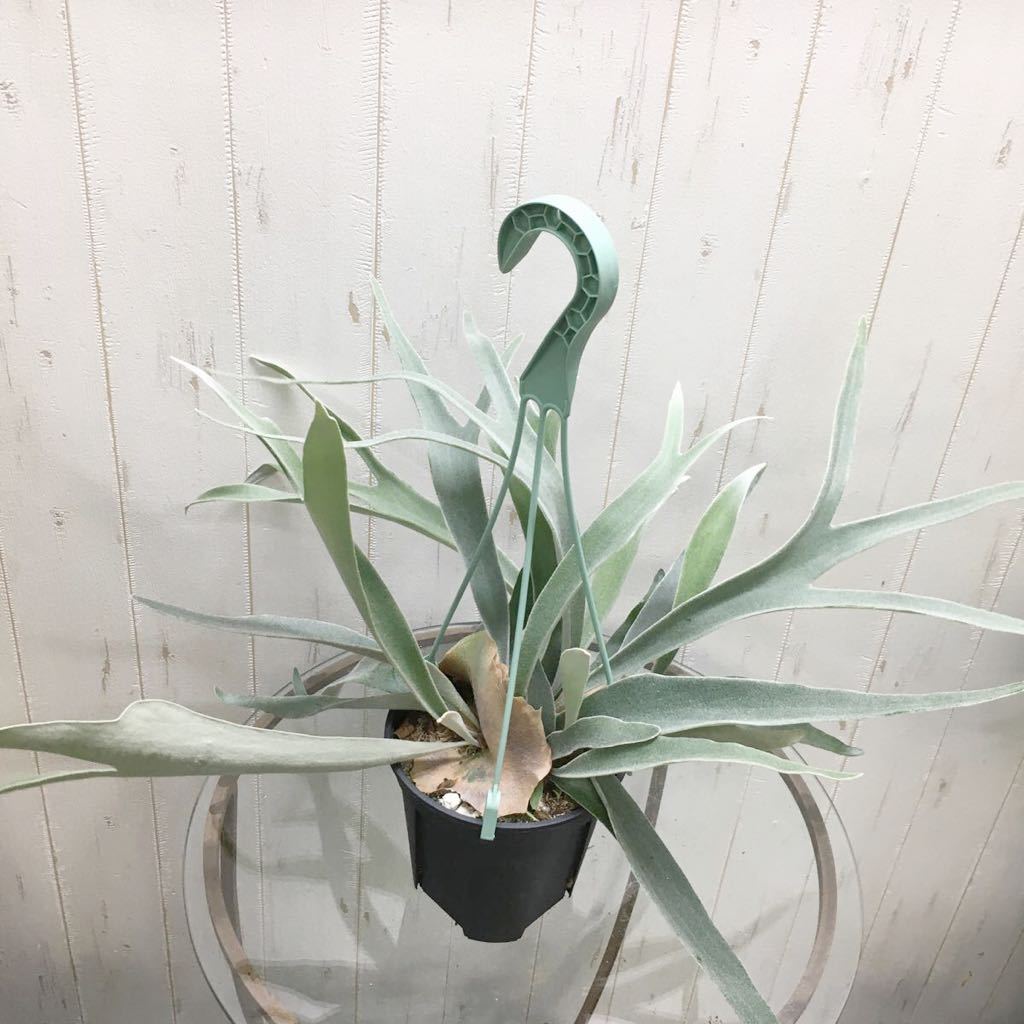 ビカクシダ コウモリラン ビーチー (Platycerium ビーチー（コウモリラン） tocolier | 切れ込みしっかり ポット苗の通販 veitchii) 麻玉 切れ込み充実株 ビカクシダ(コウモリラン) 品種：ビーチー観葉植物 吊り鉢 切れ込み充実♡