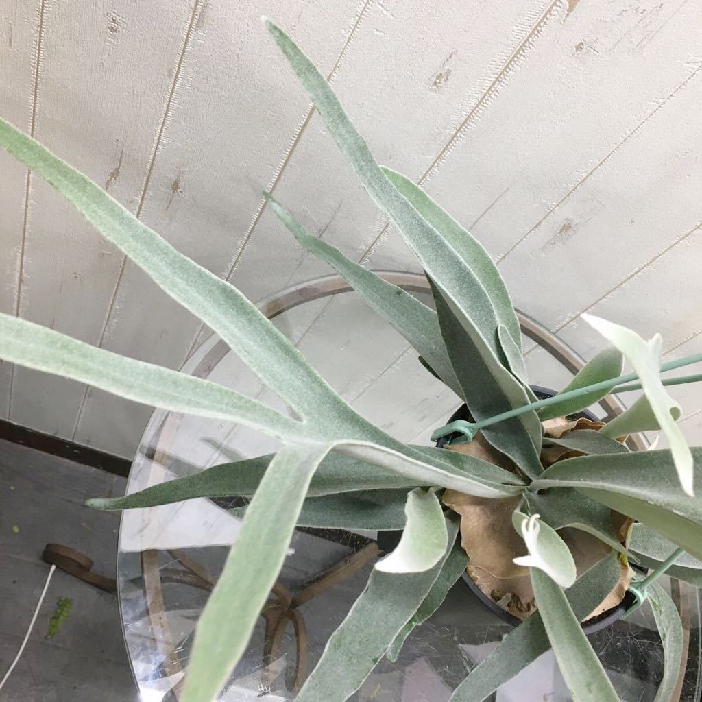 ビカクシダ コウモリラン ビーチー (Platycerium ビーチー（コウモリラン） tocolier | 切れ込みしっかり ポット苗の通販 veitchii) 麻玉 切れ込み充実株 ビカクシダ(コウモリラン) 品種：ビーチー観葉植物 吊り鉢 切れ込み充実♡