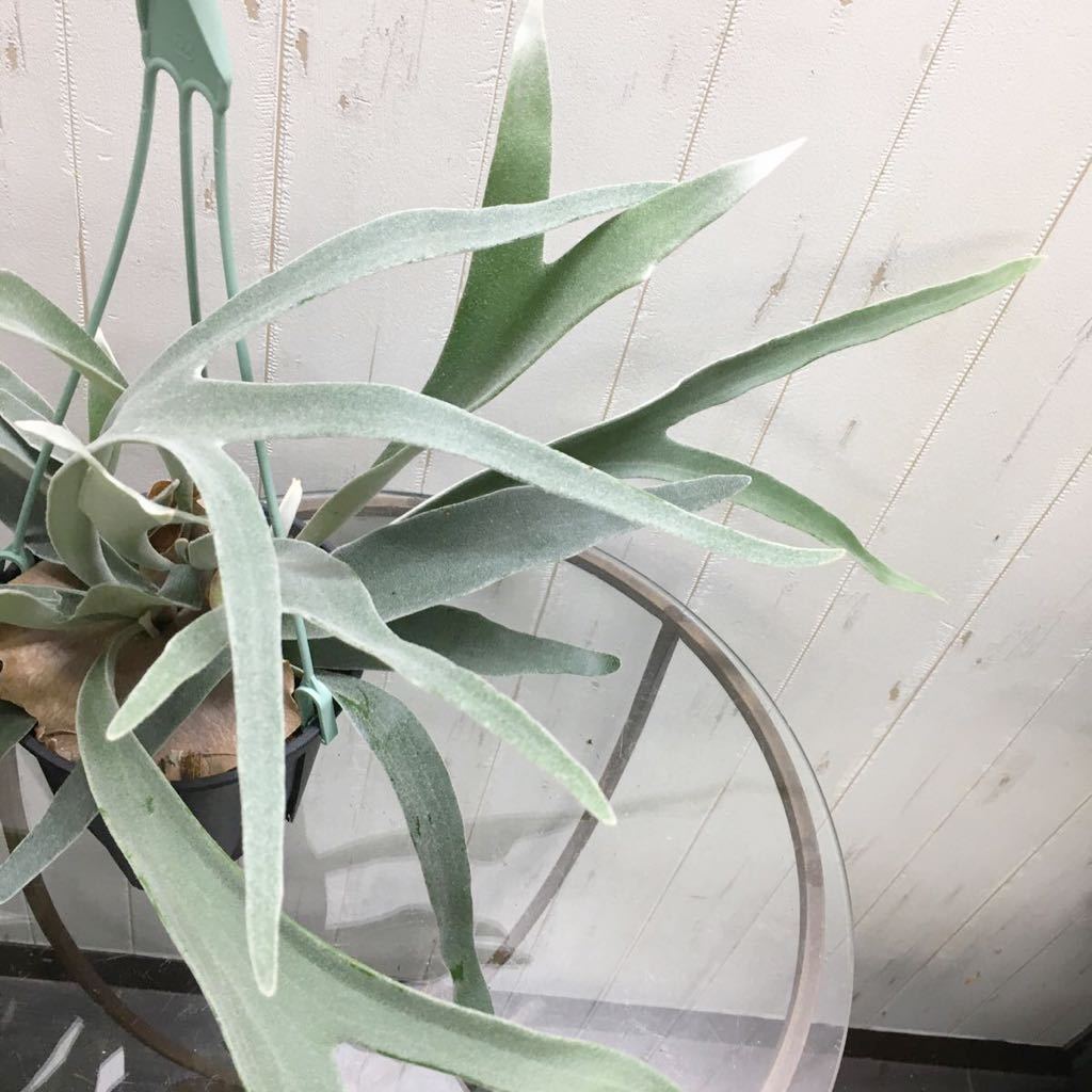 ビカクシダ コウモリラン ビーチー (Platycerium ビーチー（コウモリラン） tocolier | 切れ込みしっかり ポット苗の通販 veitchii) 麻玉 切れ込み充実株 ビカクシダ(コウモリラン) 品種：ビーチー観葉植物 吊り鉢 切れ込み充実♡