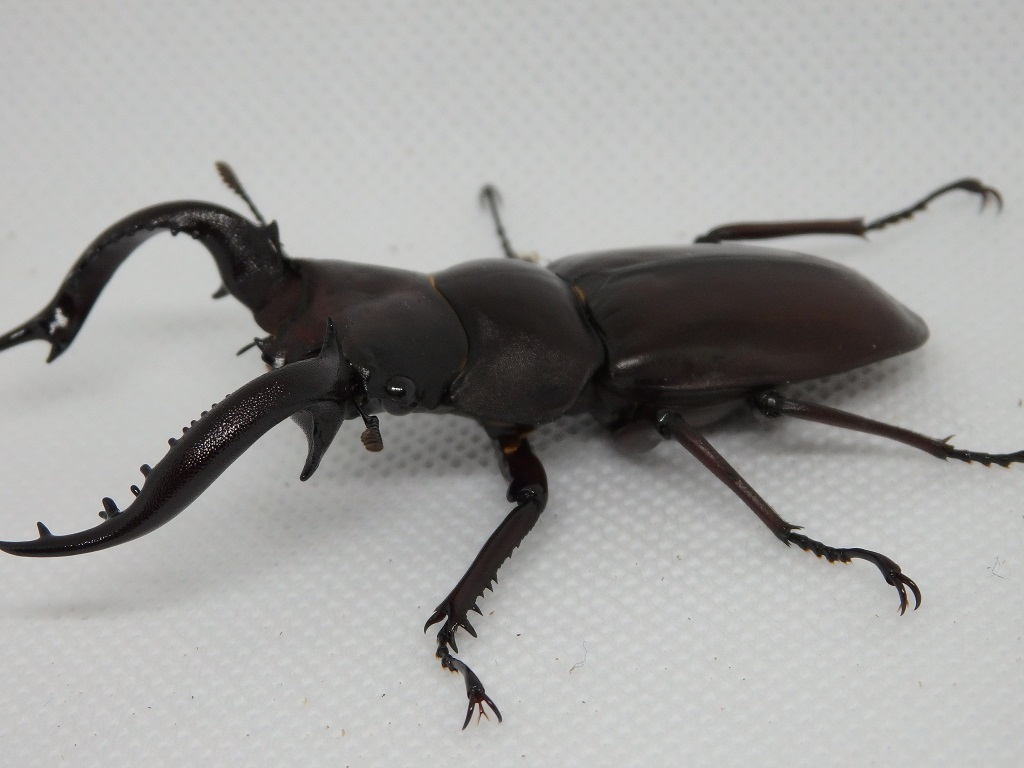 キヨタミ　フォルスターフタマタ亜種　ペア_1