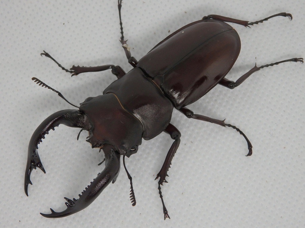 キヨタミ　フォルスターフタマタ亜種　ペア_2