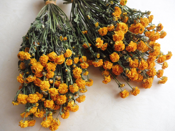 北の花遊 ラナンキュラスゴールドコイン１２０本r 01 一般 売買されたオークション情報 Yahooの商品情報をアーカイブ公開 オークファン Aucfan Com