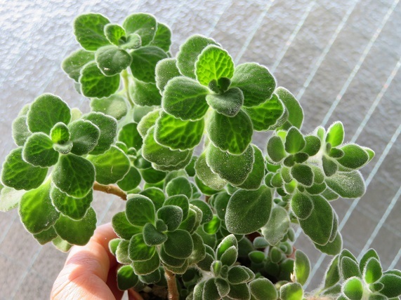 多肉植物 プレクトランサス アロマティカスとシルバーグラス 2種 小苗 サボテン 売買されたオークション情報 Yahooの商品情報をアーカイブ公開 オークファン Aucfan Com