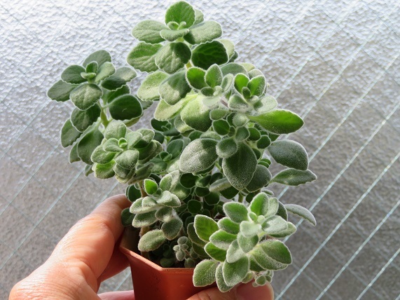 多肉植物 プレクトランサス アロマティカスとシルバーグラス 2種 小苗 サボテン 売買されたオークション情報 Yahooの商品情報をアーカイブ公開 オークファン Aucfan Com