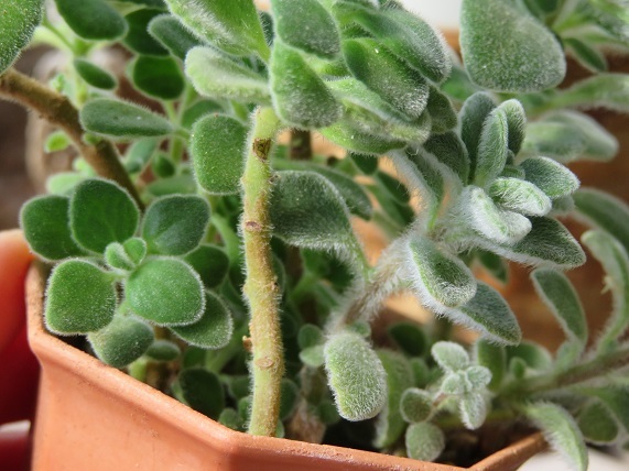 多肉植物 プレクトランサス アロマティカスとシルバーグラス 2種 小苗 サボテン 売買されたオークション情報 Yahooの商品情報をアーカイブ公開 オークファン Aucfan Com