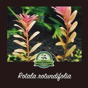 ロタラ ロトンディフォリアのヤフオク の相場 価格を見る ヤフオク のロタラ ロトンディフォリアのオークション売買情報は24件が掲載されています