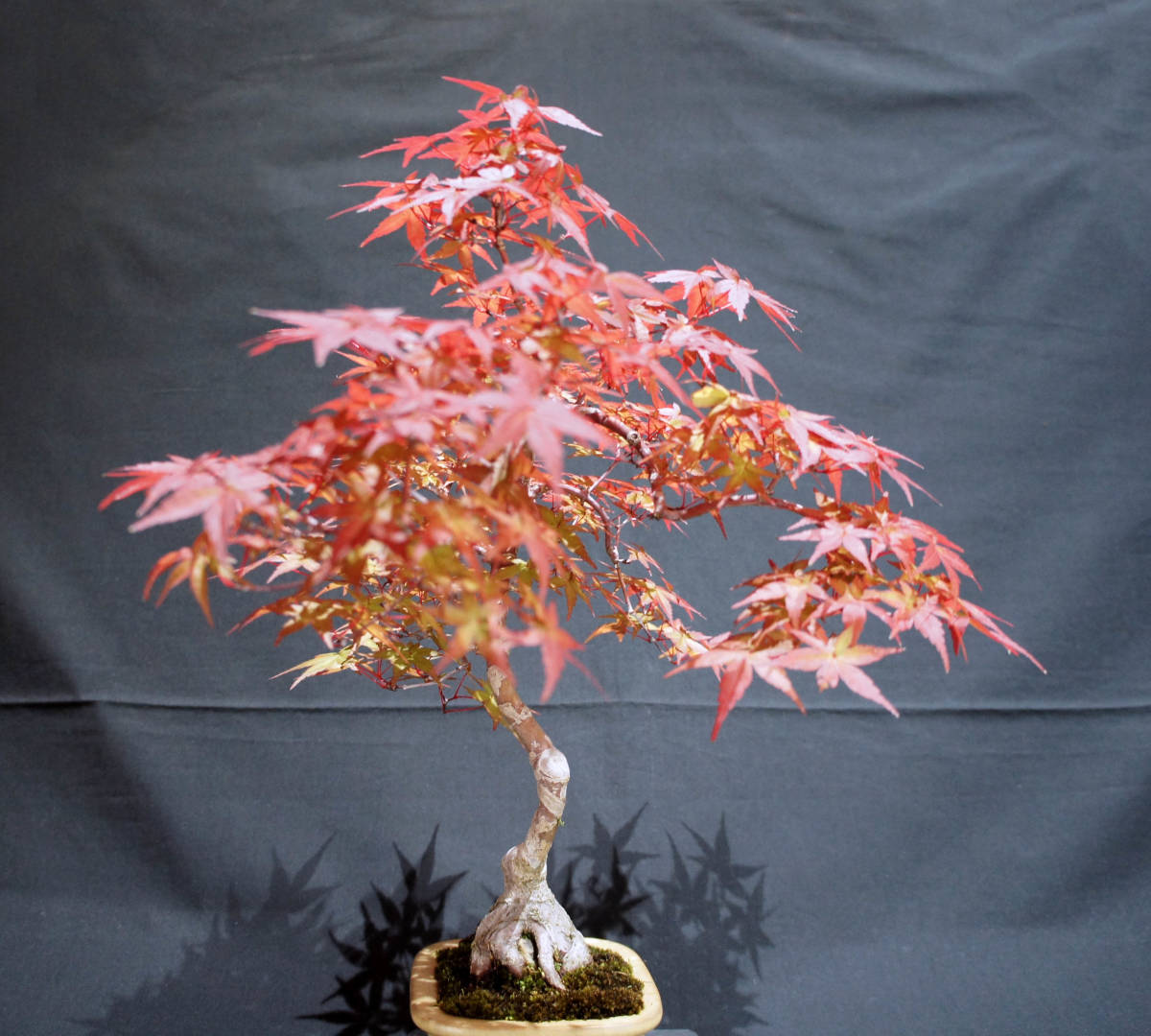 出猩々 紅葉、【出猩々】、石付き、樹高25㎝。 もみじ (デショウ