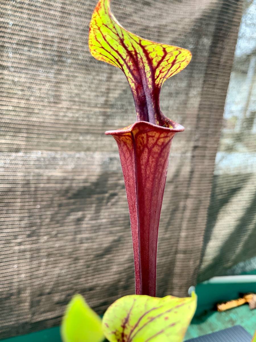 食虫植物 サラセニア フラバ レウコフィラ Sarracenia Flava Leucophylla 実生苗 最終便 観葉植物 売買されたオークション情報 Yahooの商品情報をアーカイブ公開 オークファン Aucfan Com