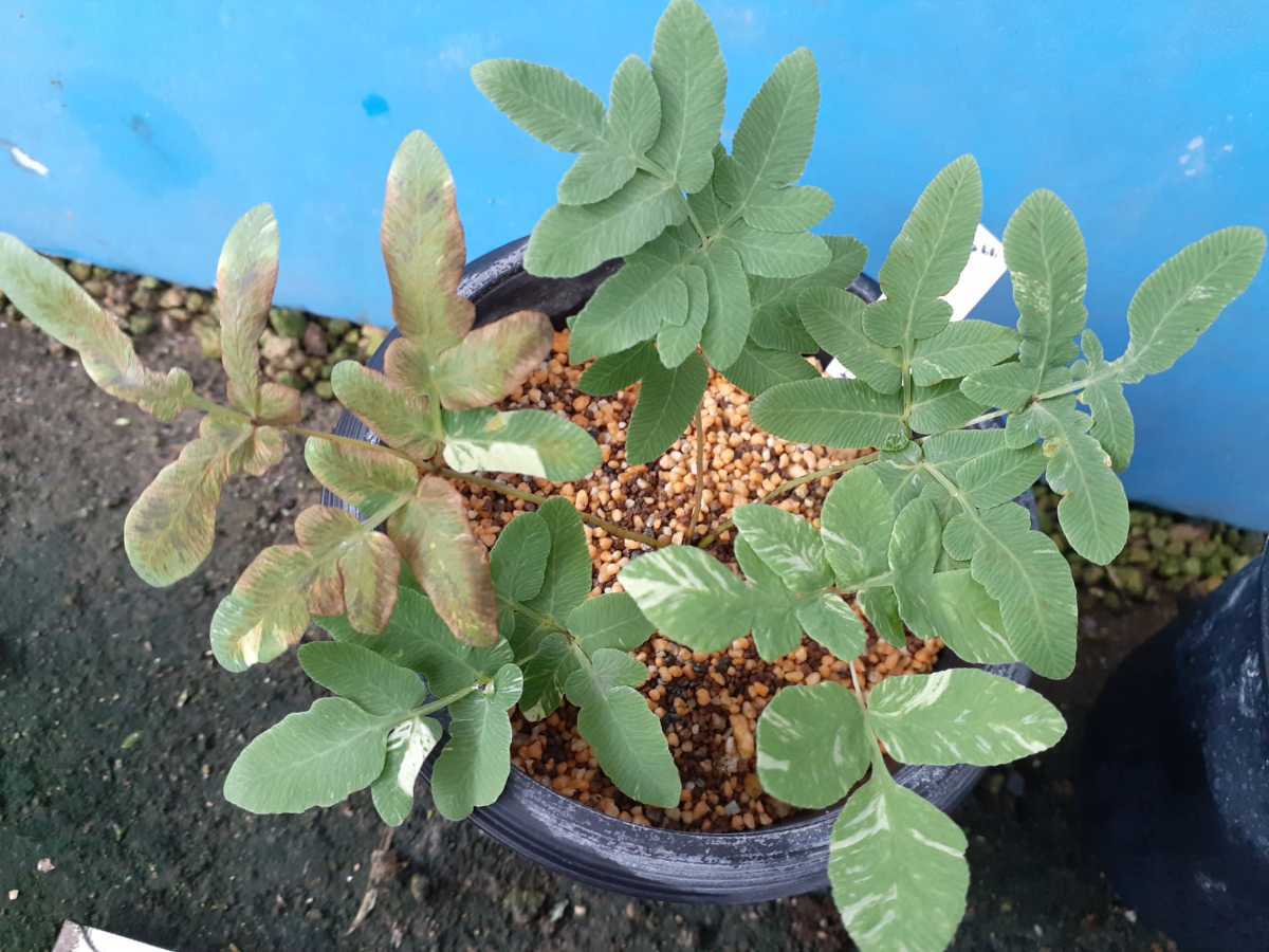 山野草　斑入り　ゼンマイ　雪白柄③