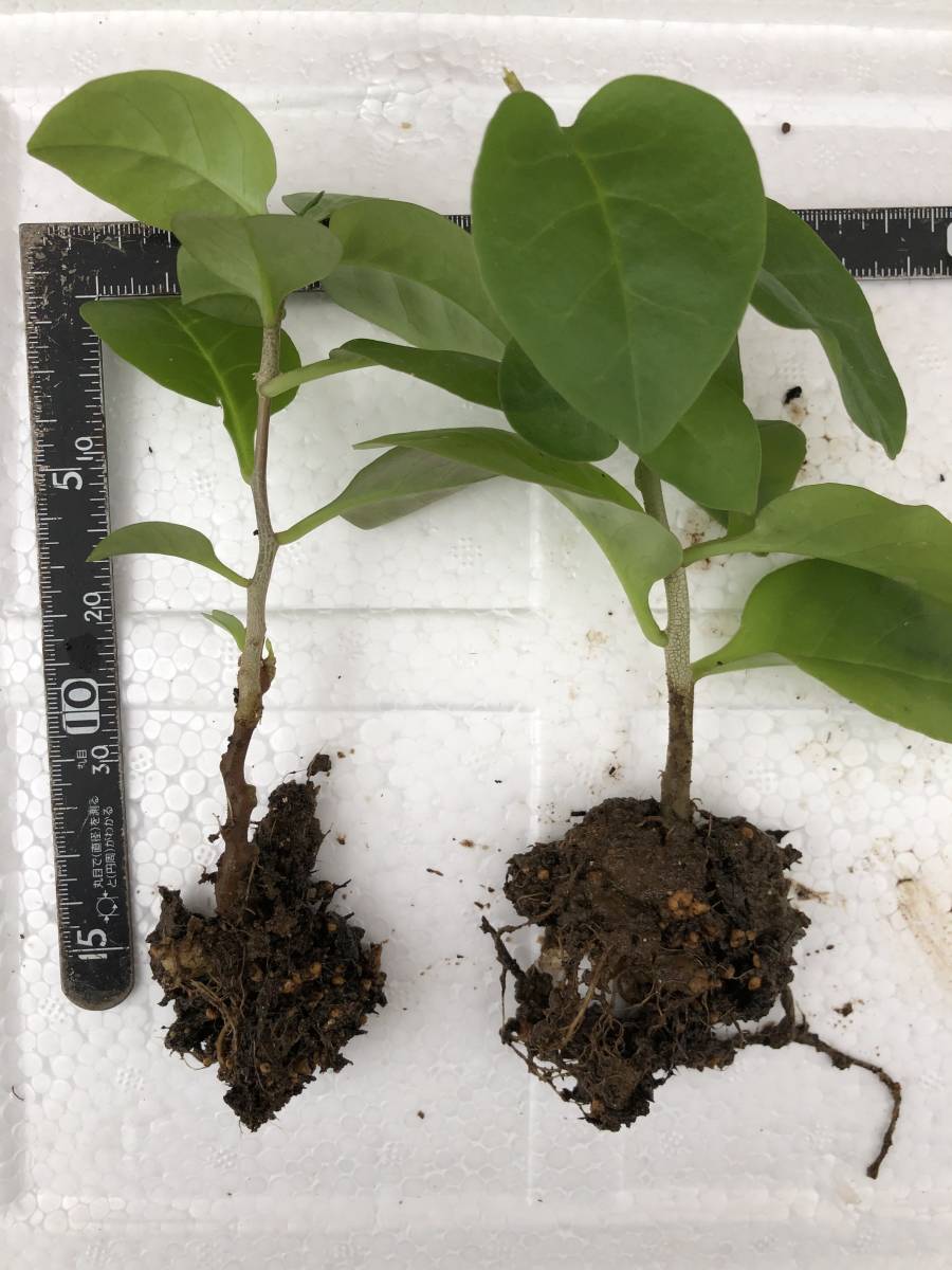 オカワカメ 雲南百薬 根苗 4株 栄養野菜 グリーンカーテン 永久収穫 葉 茎 根むかご全部食べられます 苗 売買されたオークション情報 Yahooの商品情報をアーカイブ公開 オークファン Aucfan Com