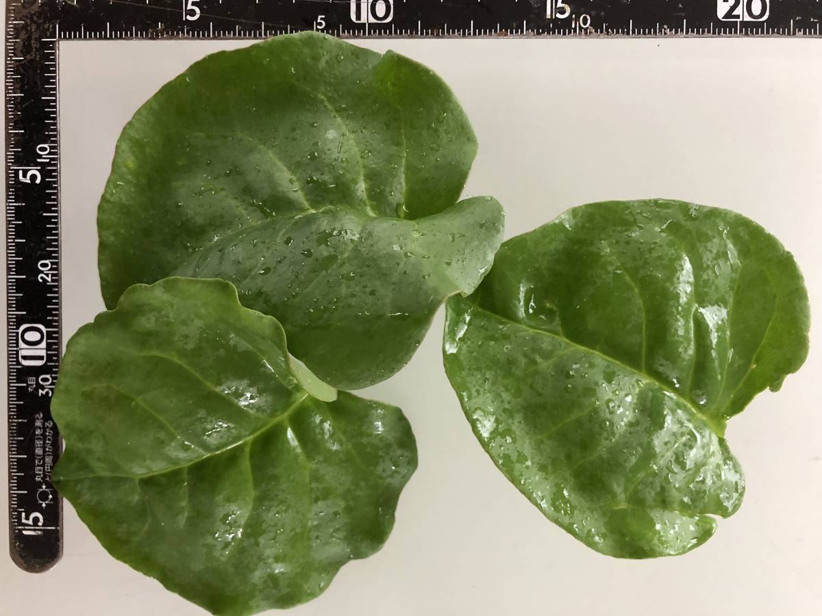 オカワカメ 雲南百薬 根苗 4株 栄養野菜 グリーンカーテン 永久収穫 葉 茎 根むかご全部食べられます 苗 売買されたオークション情報 Yahooの商品情報をアーカイブ公開 オークファン Aucfan Com