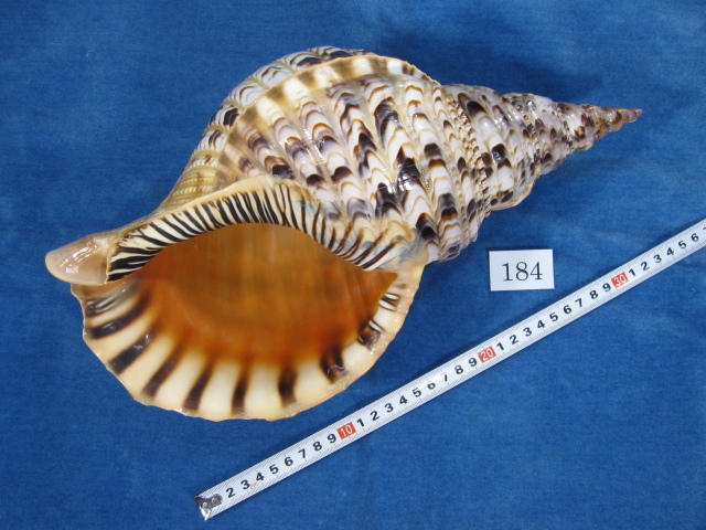 ◇法螺貝・ほらがい・ホラガイ◇34.7cm◇No.184 科学、自然