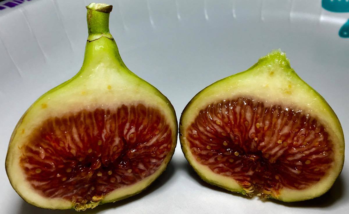 ブラックマデイラ KK（ Black Madeira KK ) No.1 イチジク 苗木