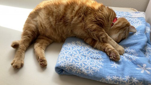 フリー素材 フリー画像 かわいい 猫3 画像データ 売買されたオークション情報 Yahooの商品情報をアーカイブ公開 オークファン Aucfan Com