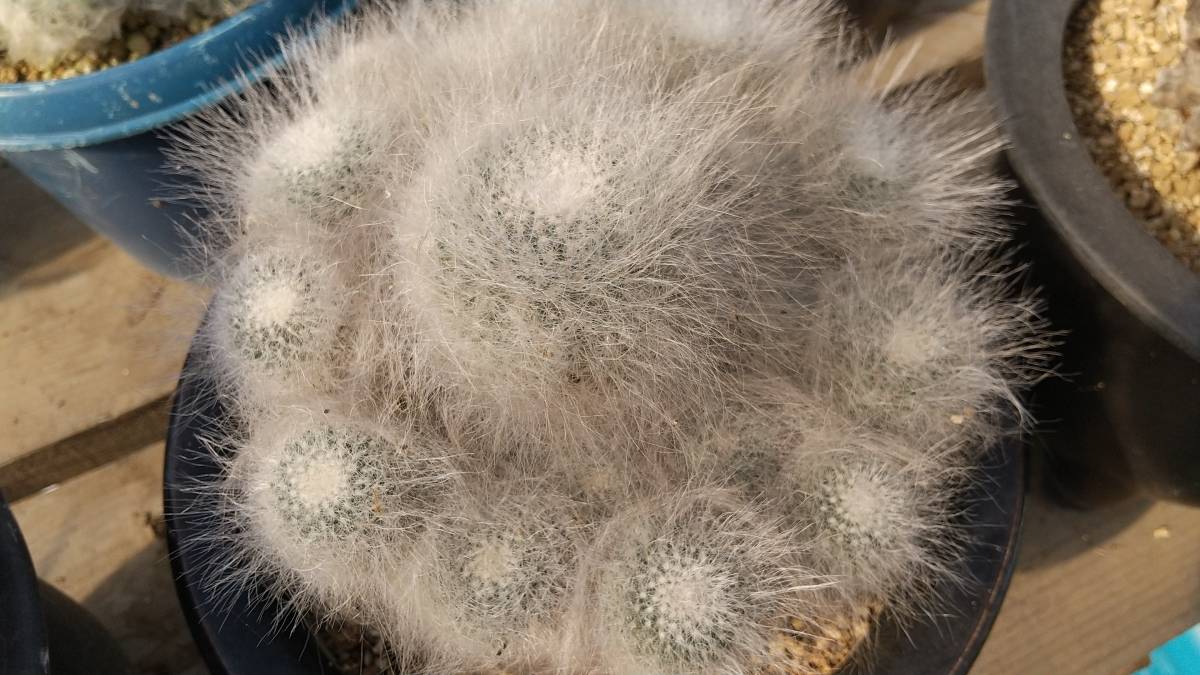 玉翁殿 マミラリア Mammillaria | f. hahniana - 実生 サボテン isla