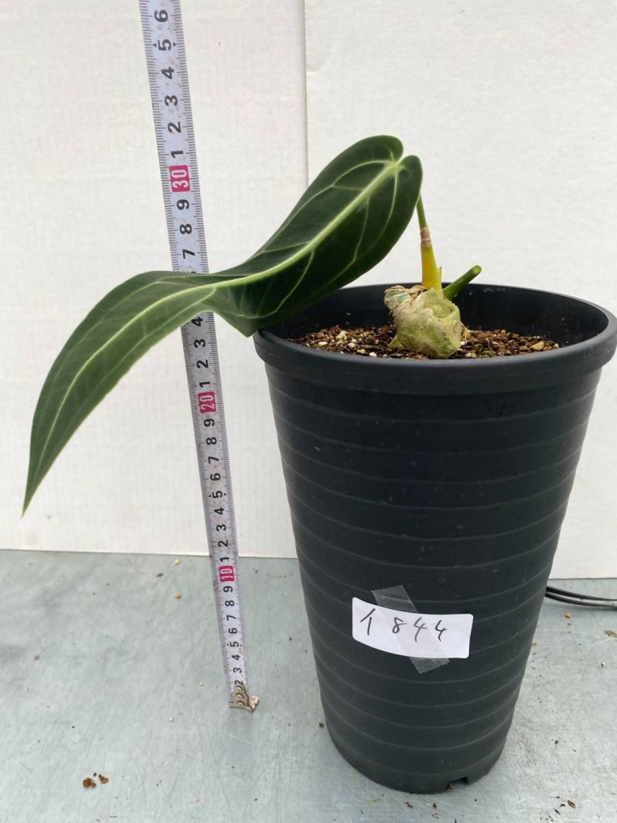 イ844 【観葉植物】アンスリウム　ワロクアーナム【火鶴之后・定着済み・anthurium warocqueanum × sib(South America)・美株】