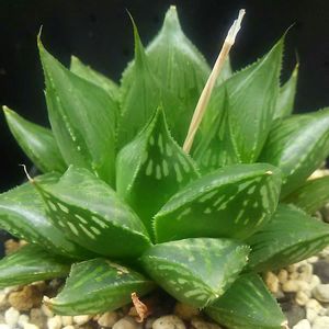 ハオルチア 種子のヤフオク の相場 価格を見る ヤフオク のハオルチア 種子のオークション売買情報は24件が掲載されています