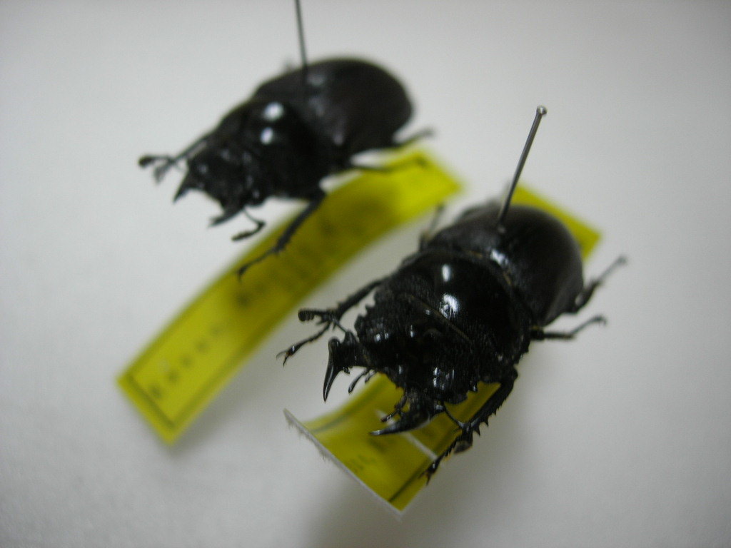 昆虫標本☆カザリツノクワガタ♂約24ミリ お客様の声2021 | オオクワ